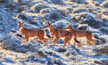 4 Days Bale Mountains Trekking Adventure
