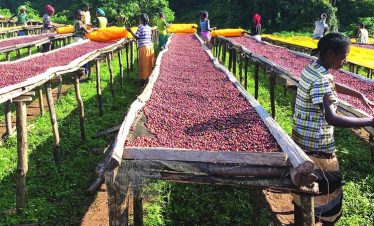 8 Days Coffee Tour in Ethiopia